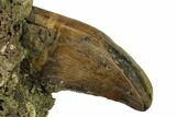 Serrated Tyrannosaur Tooth on Rock - Judith River Formation #149107-2